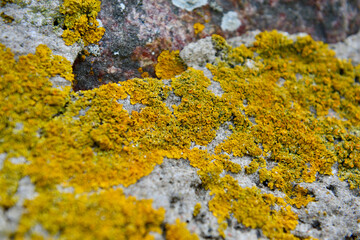 moss on the rock