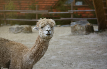 Llama alpaca in the zoo, fluffy and cute animal close up