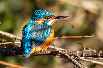 kingfisher on branch