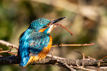 kingfisher on a branch
