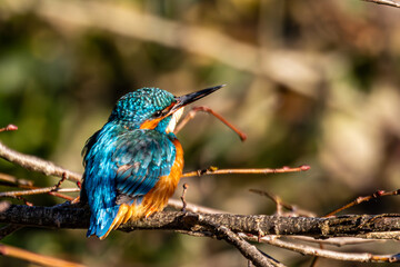 kingfisher on a branch