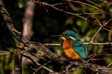 kingfisher on branch
