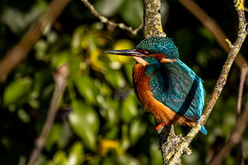 kingfisher on a branch