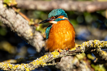 Kingfisher on a watch