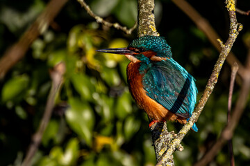 kingfisher on a branch