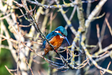 common kingfisher perched on a branch