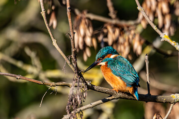 kingfisher on a branch