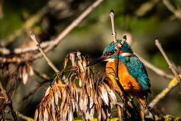kingfisher on a branch