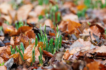 the flower buds of snowdrops peek out of the ground between wilted leaves in January in Siebenbrunn...