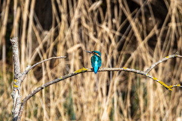 kingfisher on the branch