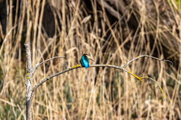 kingfisher on a branch