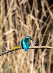Kingfisher on a branch