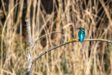 kingfisher on a branch