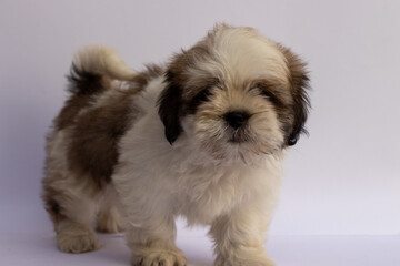 shih tzu puppy on white background