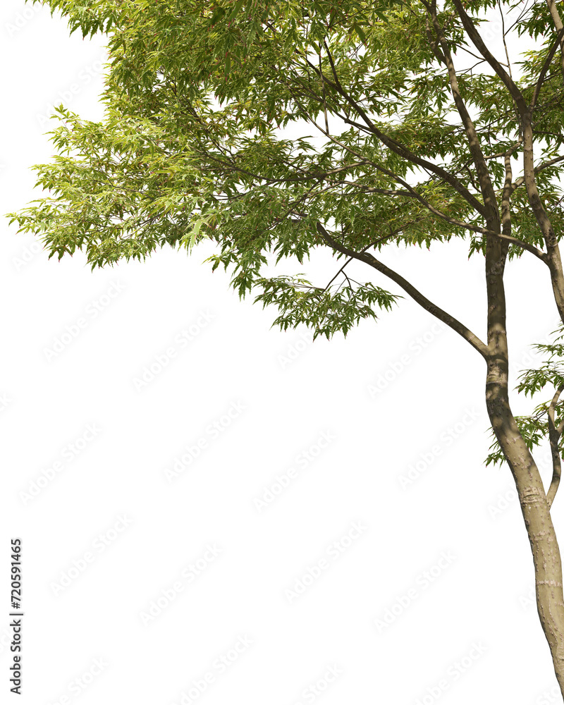 Aufkleber 3d rendering of a tree, close-up corner, with transparent background for illustration, digital compo