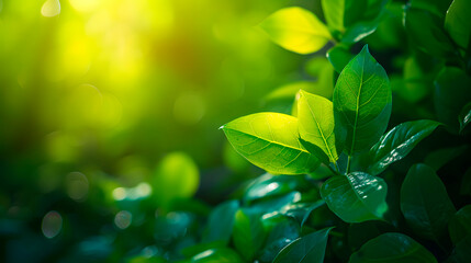 Fotografía de naturaleza con una rama llena de hojas verdes sobre fondo borroso en el jardín y con la luz del sol de frente