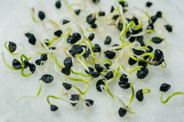 onion seeds, micro green sprouts at home, healthy food, vitamins