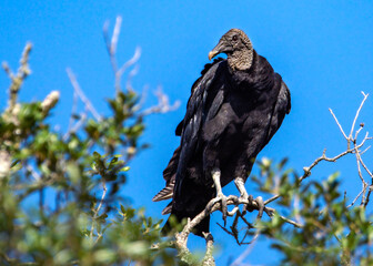 Black Vulture in the trees in Pearland, Texas