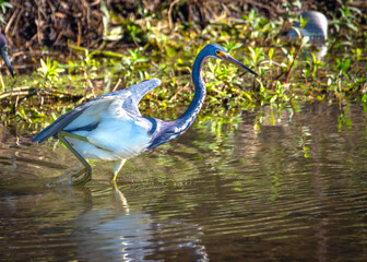 Tricolored Heron in Clear Creek - Shadow Creek Ranch Nature Trail, Pearland, Texas