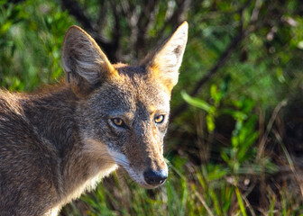 Coyote at Brazoria National Wildlife Refuge
