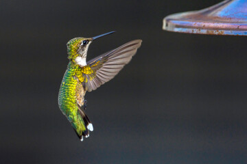 Ruby-throated Hummingbird at the Brazoria National Wildlife Refuge