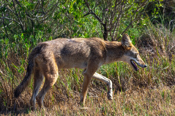 Coyote just walking along the side of the road