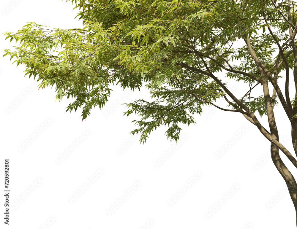 Aufkleber 3d rendering of a tree, close-up corner, with transparent background for illustration, digital compo