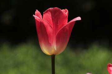 pink tulip in the garden