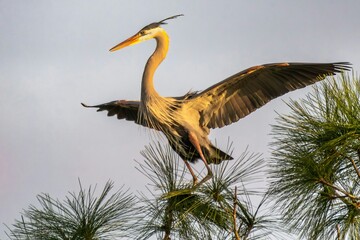 great blue heron ardea cinerea