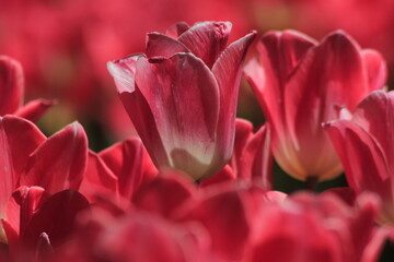 pink tulip close up