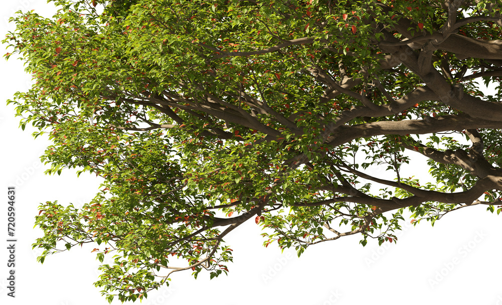 Poster 3d rendering of a tree, close-up corner, with transparent background for illustration, digital compo