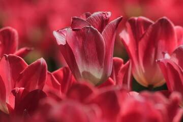 Fototapeta premium close up of pink tulip