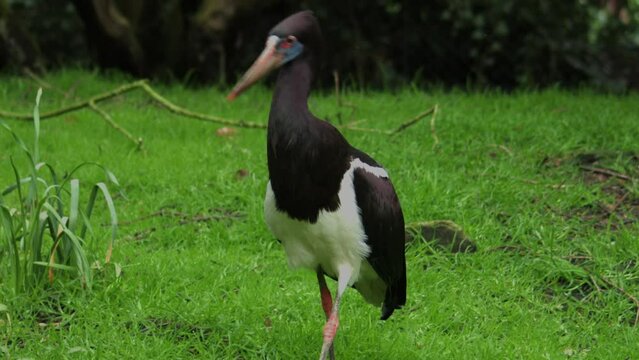 Abdim's stork. Ciconia abdimii also known as white-bellied stork. the Turkish Governor of Wadi Halfa in Sudan. 