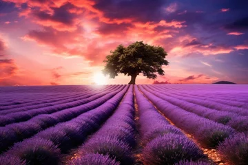 Schilderijen op glas Lavender flower field with lonely tree at sunset, Provence, France, Stunning lavender field landscape at summer sunset with a single tree, AI Generated © Ifti Digital