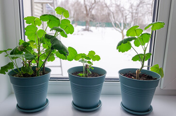 Geranium plants grow in blue flowerpots on the windowsill