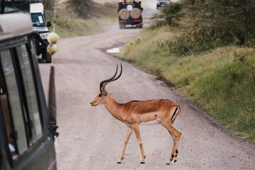 Wildlife encounter: antelope on the road and a safari jeep Touristic safari tour encounter a...