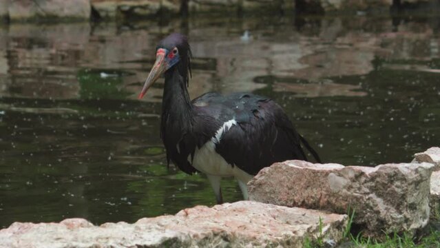 Abdim's stork. Ciconia abdimii also known as white-bellied stork. the Turkish Governor of Wadi Halfa in Sudan. 