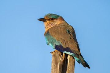 Indian roller (Coracias benghalensis) perched on blue sky background
