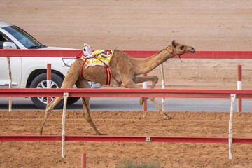 Lead racing camels racing on the sandy track in the Middle East with cars racing beside