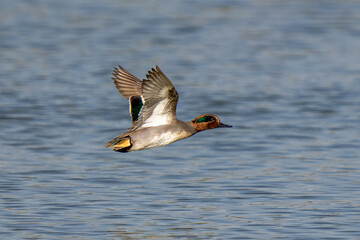 Eurasian Teal female (Common Teal) (Anas crecca) or Green-winged Teal flying at sunset.