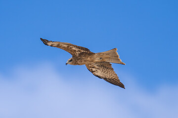 Black kite (Milvus migrans) in flight in the middle east.