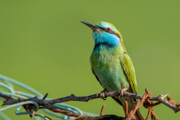Arabian Bee Eater perched in the evening sun (Merops cyanophrys).