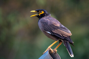 Common myna or Indian myna (Acridotheres tristis) close up