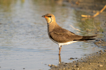 Fototapeta premium Collared pratincole (Glareola pratincola), or the common pratincole or red-winged pratincole on shoreline