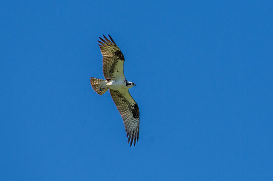 An osprey (Pandion haliaetus); the sea hawk, river hawk, or fish hawk flying on blue sky background