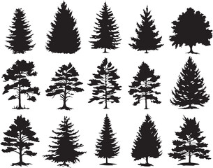 Conifer set.  Hand drawn vector illustration