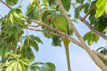 A close up of a Rose-Ringed Parakeet (Psittacula krameri) in a tree branch.