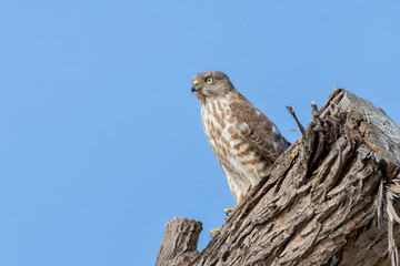 Eurasian sparrowhawk (Accipiter nisus), or northern sparrowhawk or simply the sparrowhawk on tree
