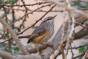 Streaked scrub warbler (Scotocerca inquieta) or scrub warbler in the desert mountains of the United Arab Emirates.