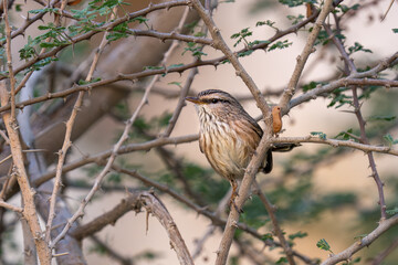 Streaked scrub warbler (Scotocerca inquieta) or scrub warbler in the desert mountains of the United Arab Emirates.